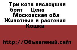 Три кота,вислоушки брит. › Цена ­ 5 000 - Московская обл. Животные и растения » Кошки   